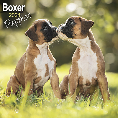 Boxer Puppies Calendar 2024 (Square)
